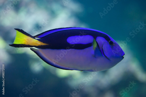 Blue surgeonfish (Paracanthurus hepatus). © Vladimir Wrangel