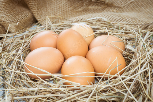 Brown eggs in hay