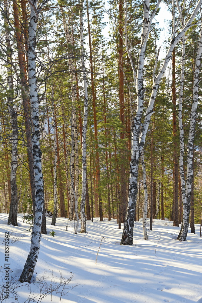 Fototapeta premium Wood in the early spring
