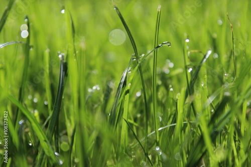  Field of grass with water drops