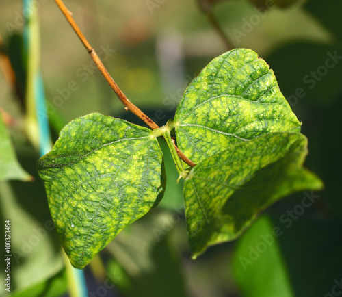 Viral disease on bean leaf