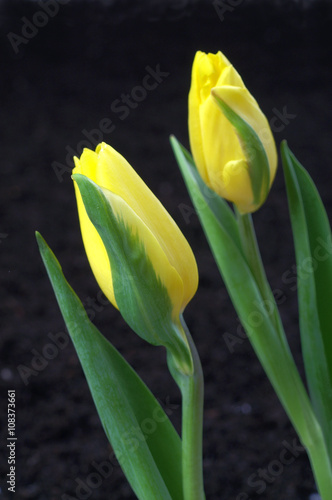 Viral disease on tulip