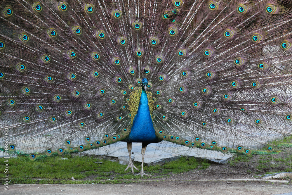 Obraz premium Peacock feathers out
