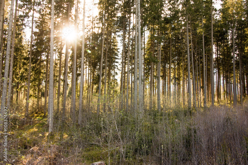 Obraz premium Abendsonne bricht durch den Wald