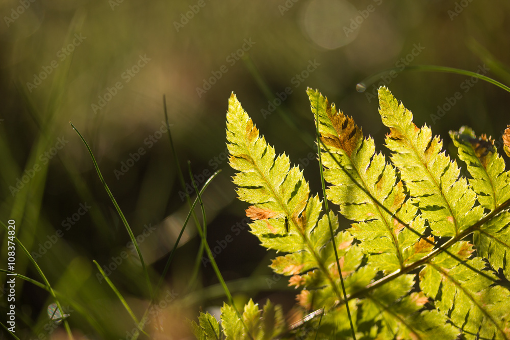 Blätter und Gräser in der Abendsonne Blätter und Gräser in der Abendsonne