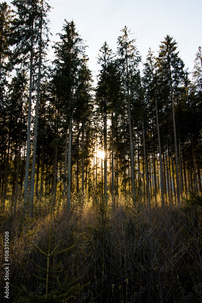 Obraz premium Abendsonne bricht durch den Wald