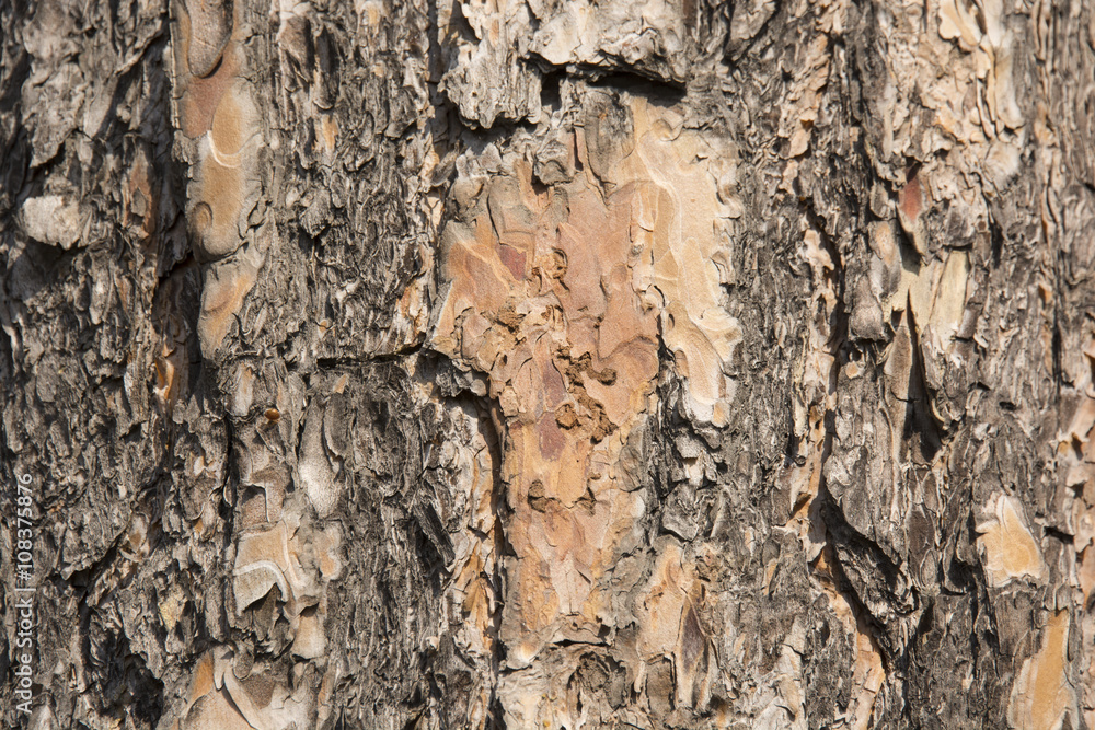 The bark of the pine tree for the background The bark of the pine tree for the background