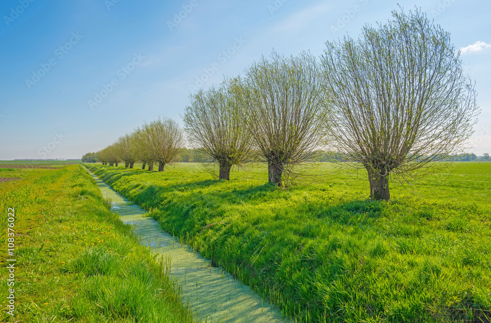 Knotted willows in sunlight in spring