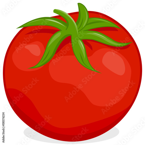 Tomato on white background. Vector illustration