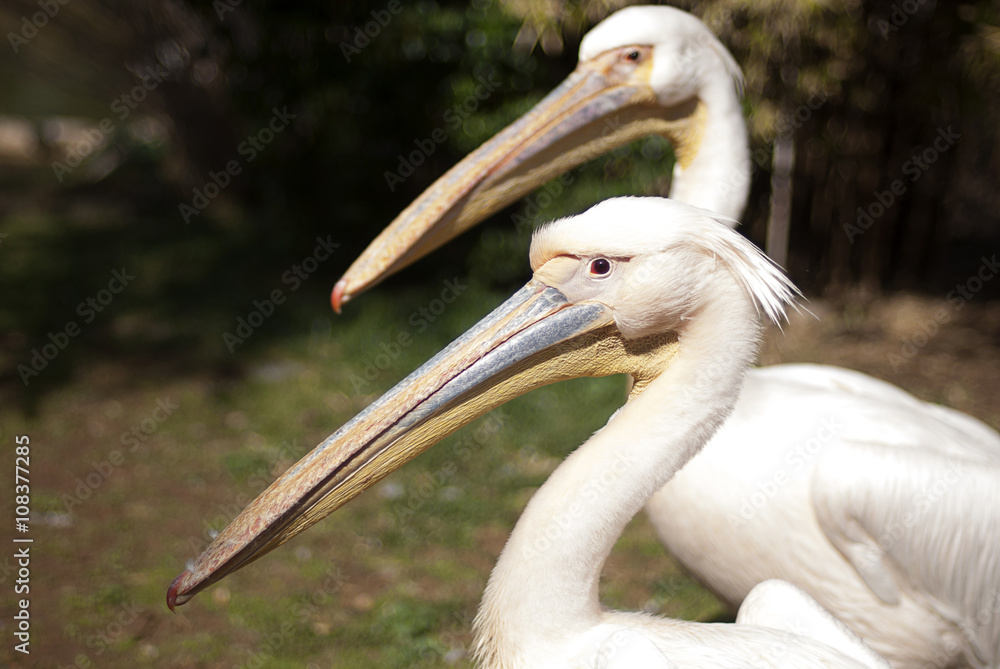 Two pelican at the zoo