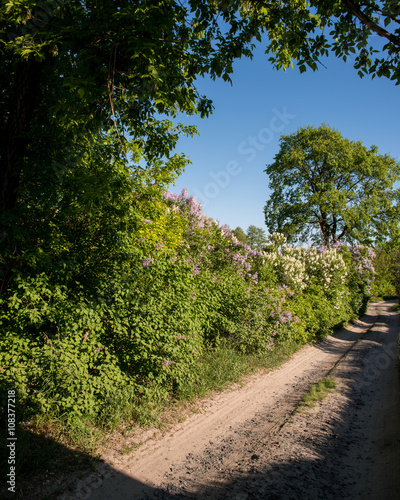  lilac bushes and dirt road