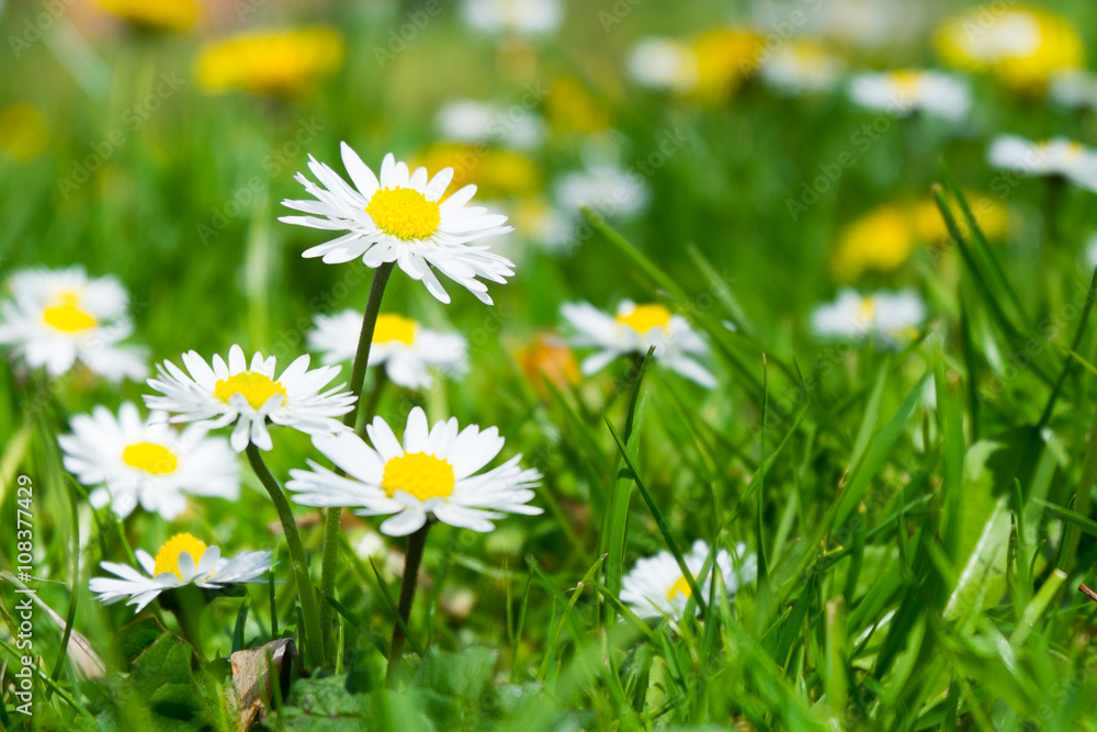 White daisy flower in Spring season White daisy flower in Spring season
