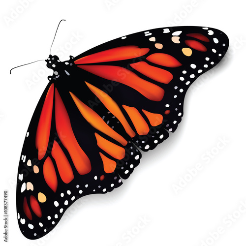 butterfly as the most beautiful insect