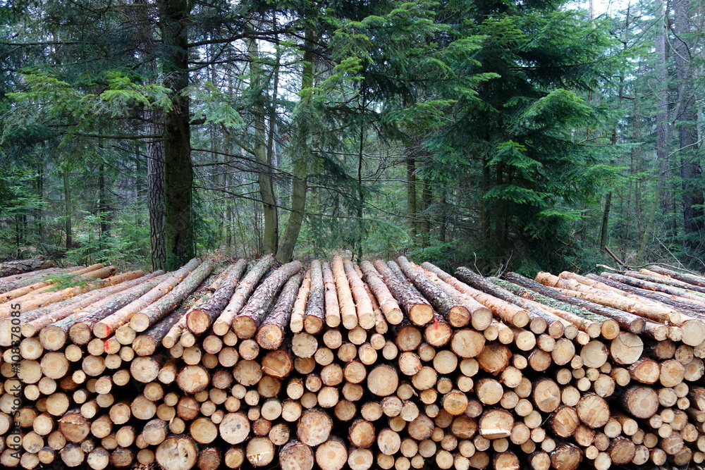 stack of pine logs in the forest 