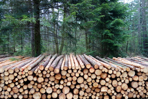 stack of pine logs in the forest 