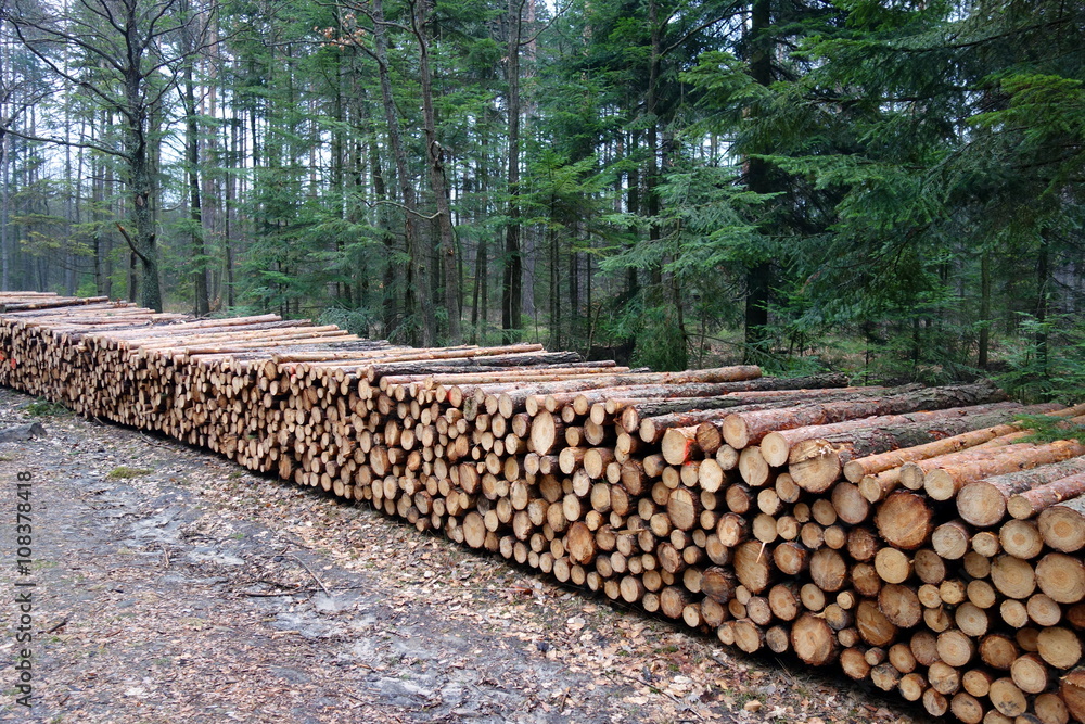 pine logs in the forest
