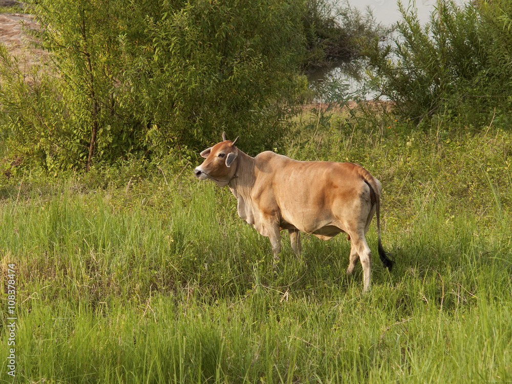 cow is standing and grazing in evening cow is standing and grazing in evening