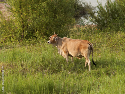 cow is standing and grazing in evening