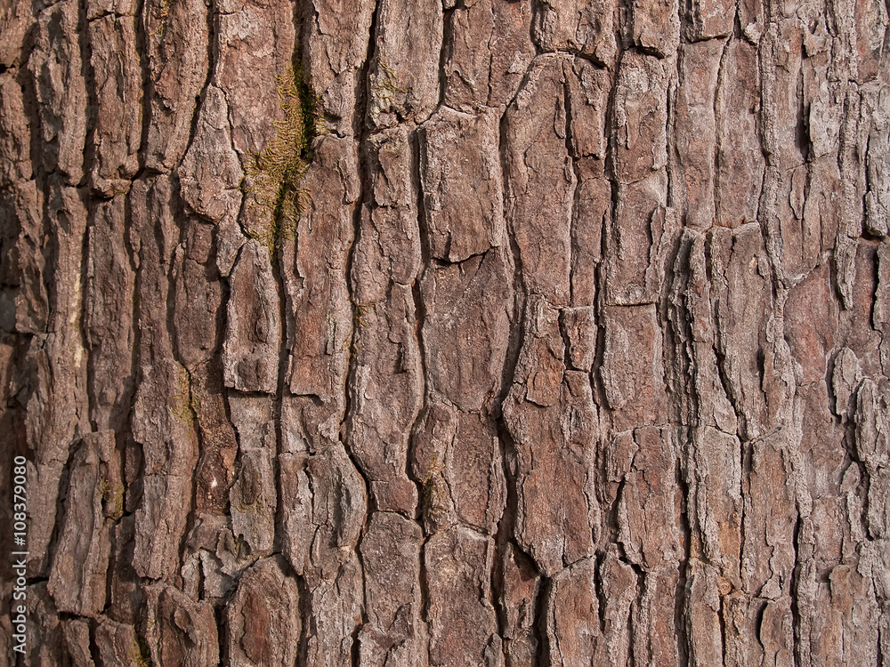 The bark of the wood The bark of the wood