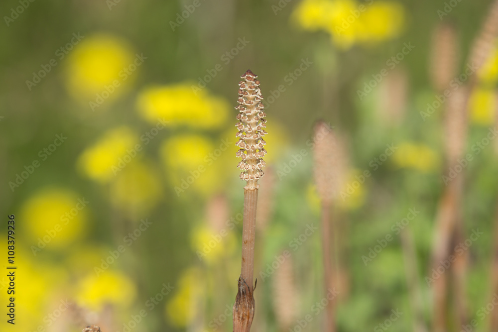 つくし(土筆) つくし(土筆)