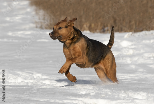 Mixed breed Boxer Shepherd dog running in the snow © geraldmarella