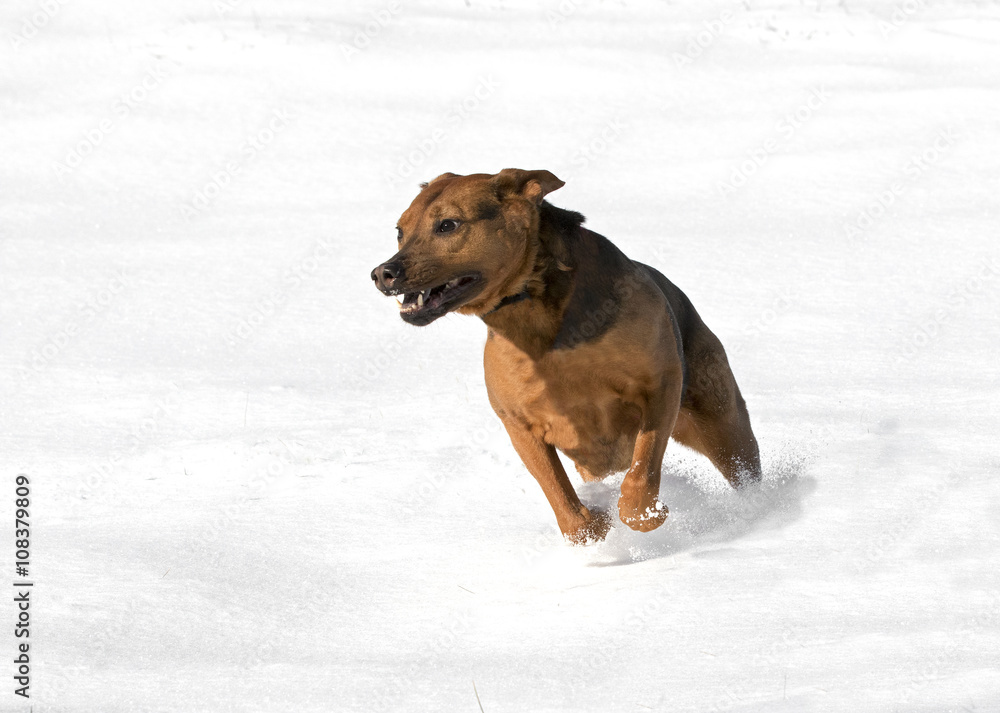 Mixed breed Boxer Shepherd dog running in the snow Mixed breed Boxer Shepherd dog running in the snow