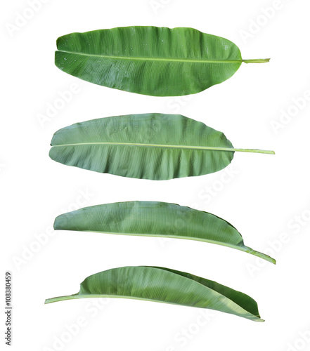 Fresh banana leaf isolated on white background.