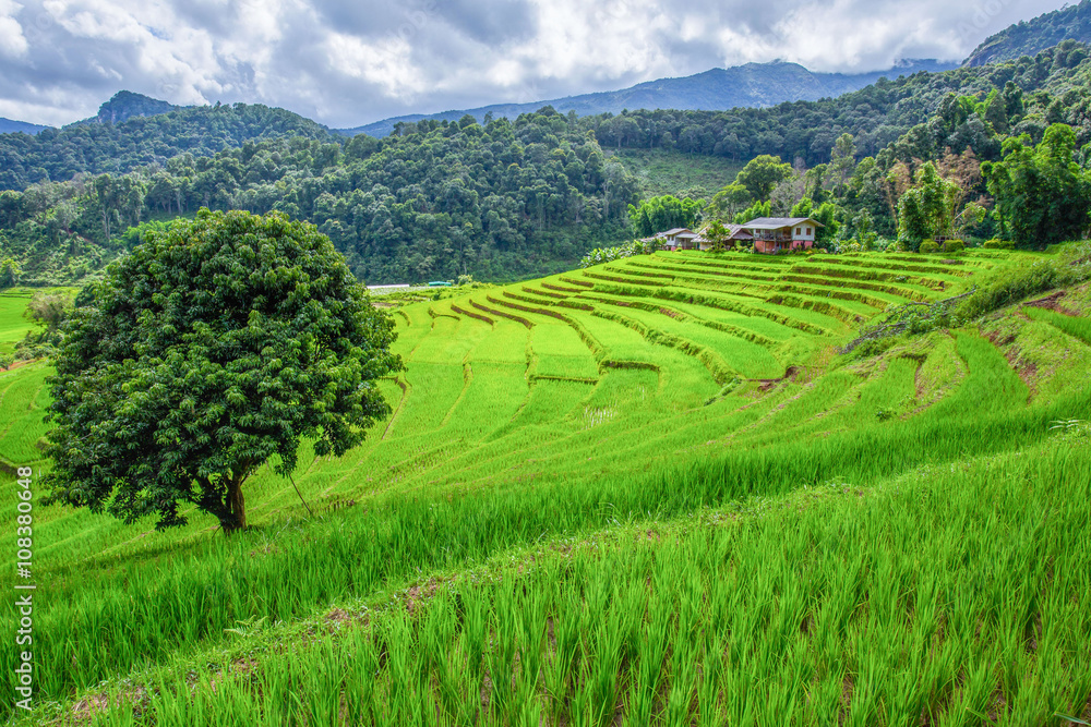 Rice fields on terraced in rainny season at Chiang Mai , Thailan