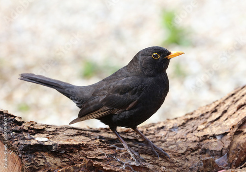 Close up of a male Blackbird in Spring