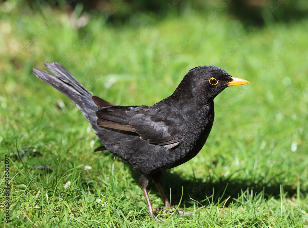 Close up of a male Blackbird in Spring Close up of a male Blackbird in Spring