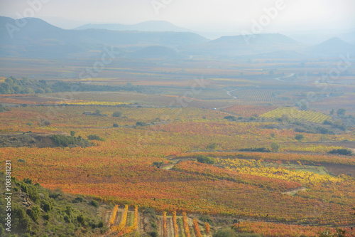 viñedos riojanos en otoño photo