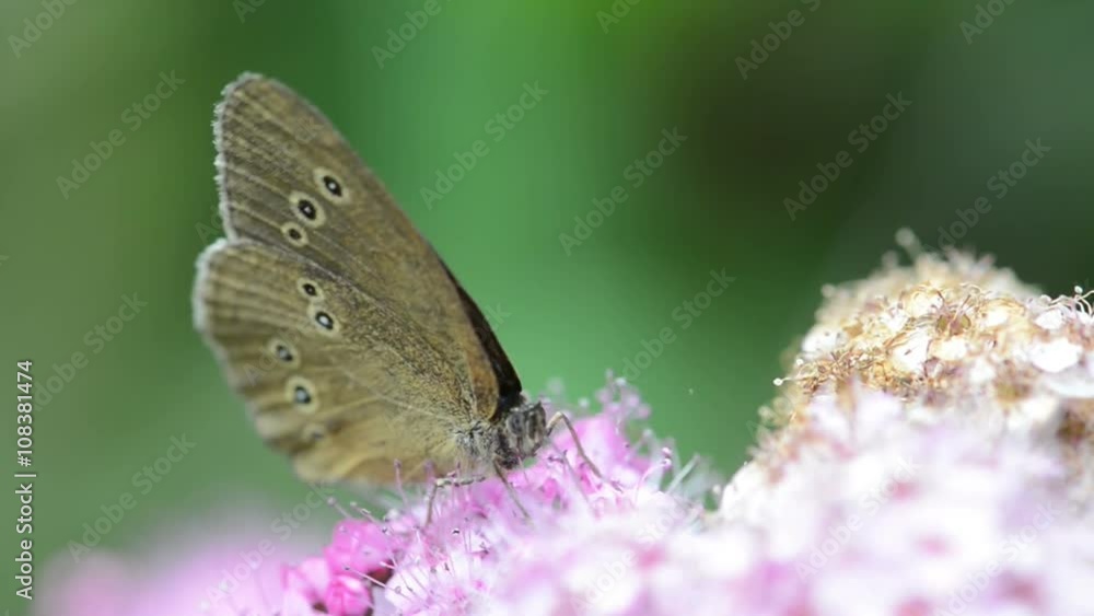 Ringlet Butterfly (Aphantopus hyperantus) Ringlet Butterfly (Aphantopus hyperantus)