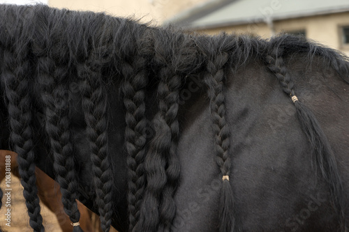 Fototapeta Naklejka Na Ścianę i Meble -  black Horse / black mane of a horse