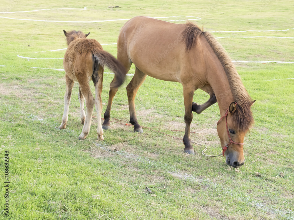 Fototapeta premium Portrait of nice quarter horse