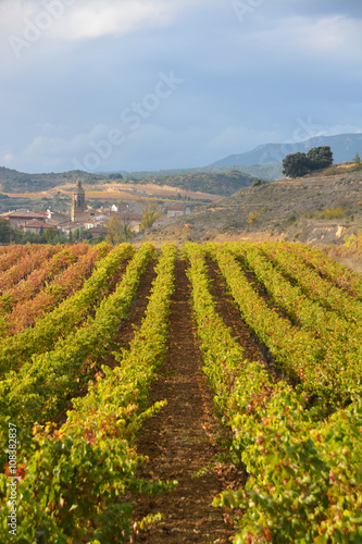 Wallpaper Mural Viñedos en otoño, La Rioja, España Torontodigital.ca