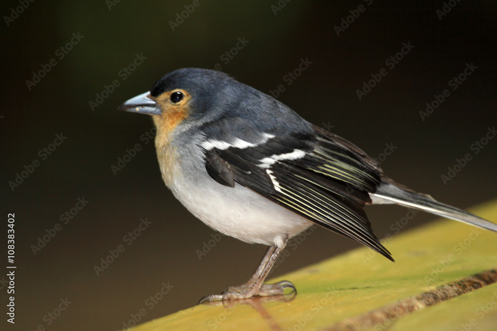 Obraz premium Beautiful male Chaffinch bird (La Palma)