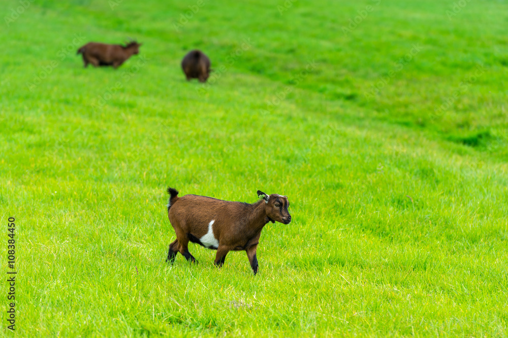 one goatling eating of green grass at farm one goatling eating of green grass at farm