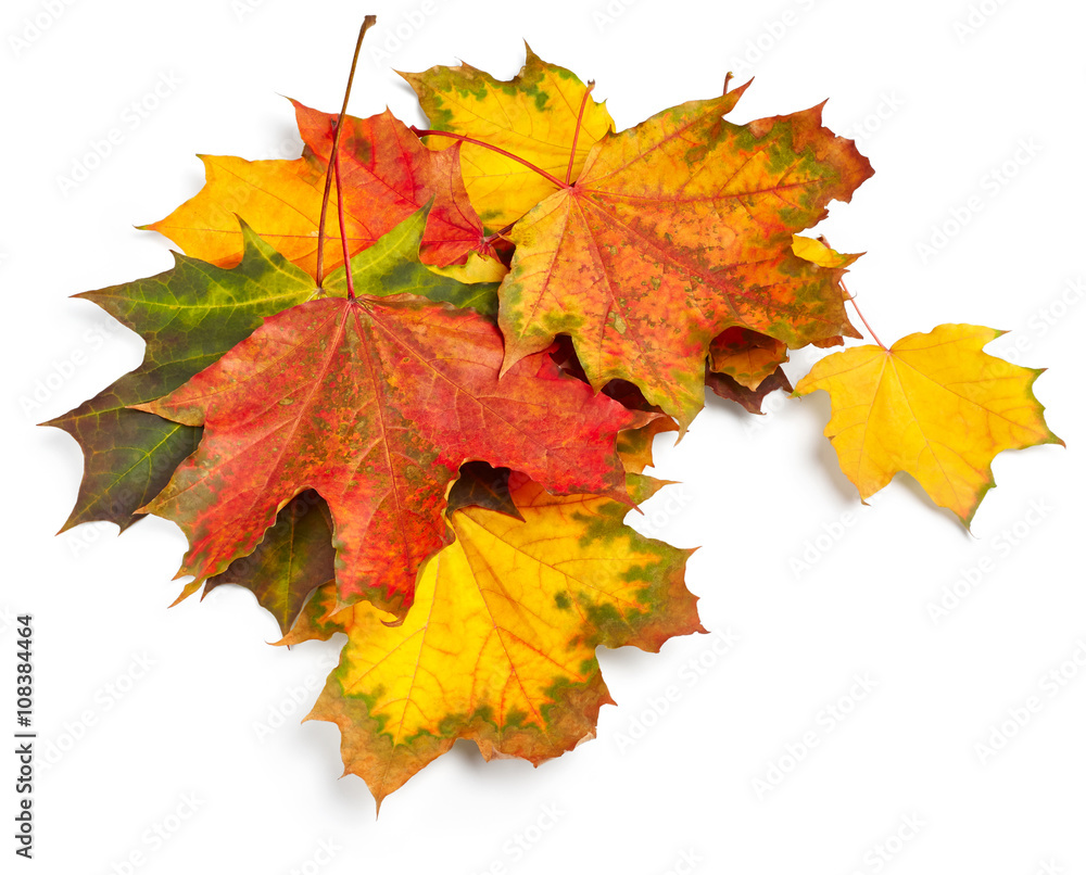 Obraz premium Autumn maple leaves