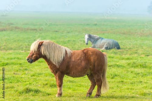 chestnut stallion grazing on green grass