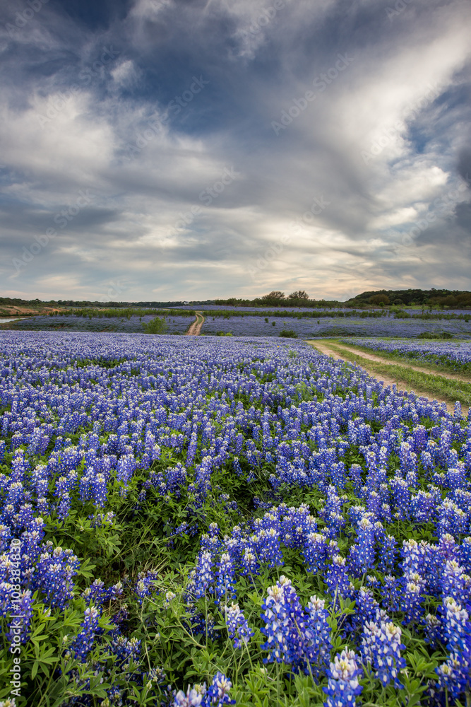 Beautiful Bluebonnets field at sunset near Austin, Texas.