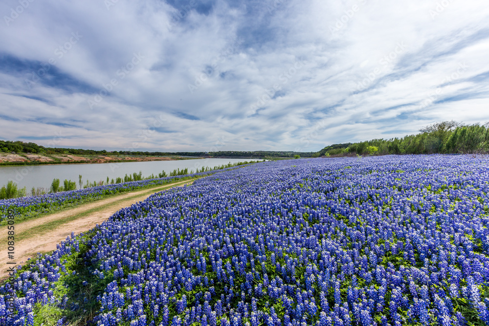 Texas Bluebonnet filed in Muleshoe bend recreation area near Au