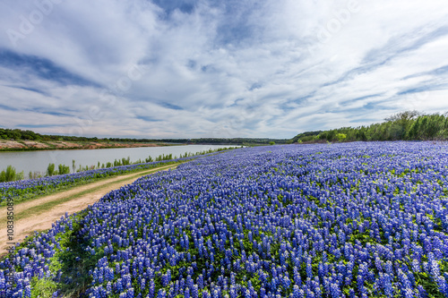 Texas Bluebonnet filed  in Muleshoe bend recreation area near Au photo