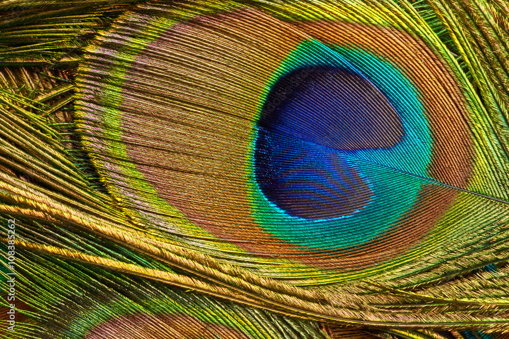 Obraz premium Peacock feathe close up