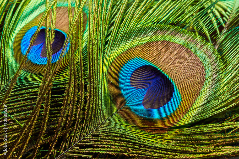 Obraz premium Peacock feathers