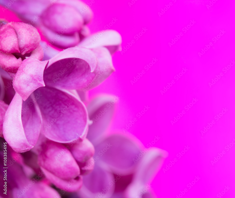 lilac flowers on purple background. shallow depth of field. square photo