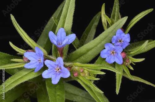 Lithospermum purpurocaeruleum (Purple Gromwell), a herbaceous plant belonging to the family Boraginaceae photo