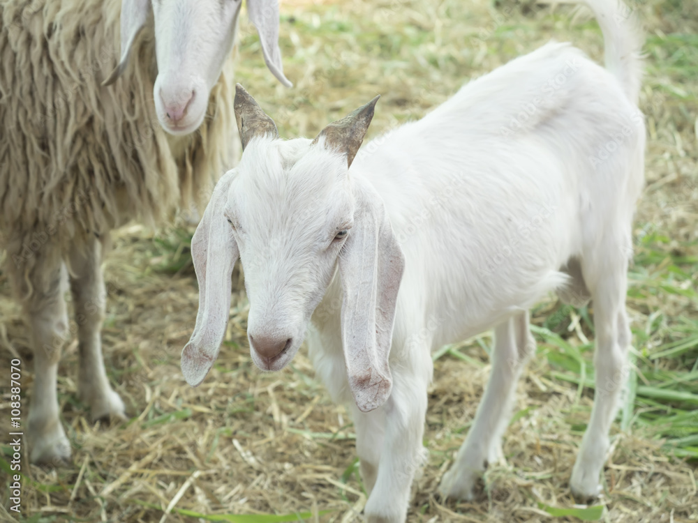 goat, focus head and body blur. goat, focus head and body blur.