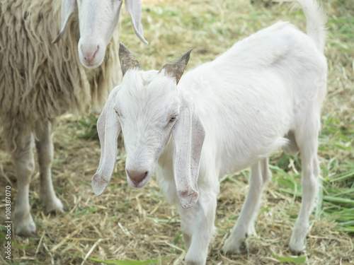 goat, focus head and body blur.