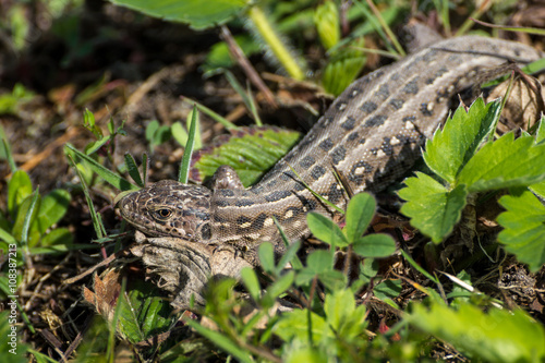 Female Sand lizard