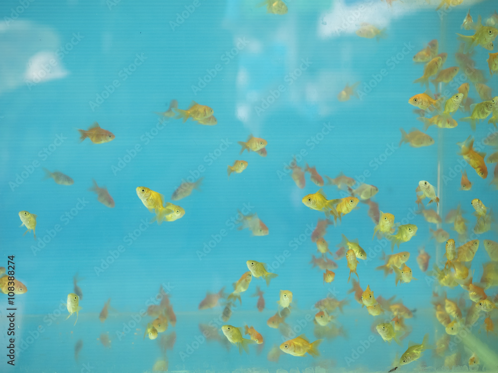 Goldfish in aquarium with blue background